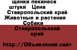 щенки пекинеса  2 штуки › Цена ­ 4 000 - Ставропольский край Животные и растения » Собаки   . Ставропольский край